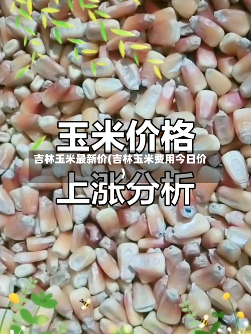 吉林玉米最新价(吉林玉米费用今日价)-第3张图片