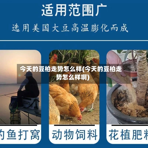 今天的豆柏走势怎么样(今天的豆柏走势怎么样啊)