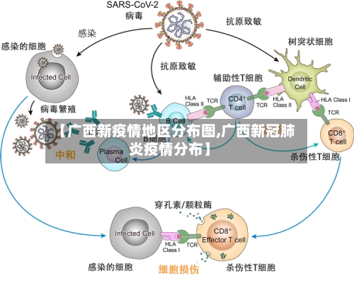 【广西新疫情地区分布图,广西新冠肺炎疫情分布】