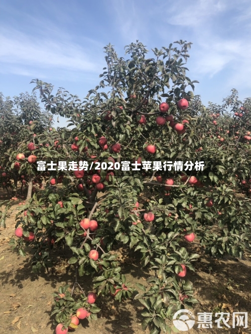 富士果走势/2020富士苹果行情分析