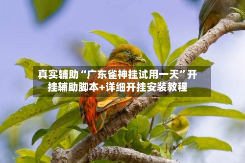 真实辅助“广东雀神挂试用一天”开挂辅助脚本+详细开挂安装教程