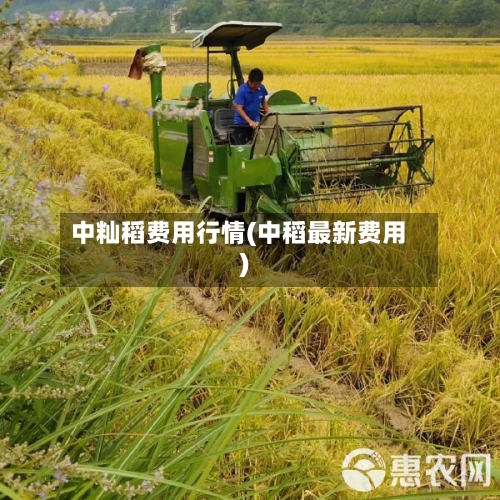 中籼稻费用行情(中稻最新费用)