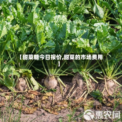 【甜菜糖今日报价,甜菜的市场费用】