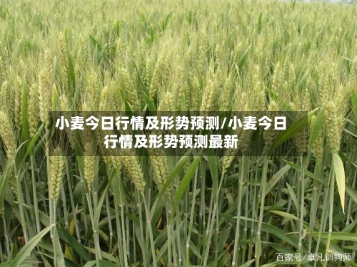 小麦今日行情及形势预测/小麦今日行情及形势预测最新