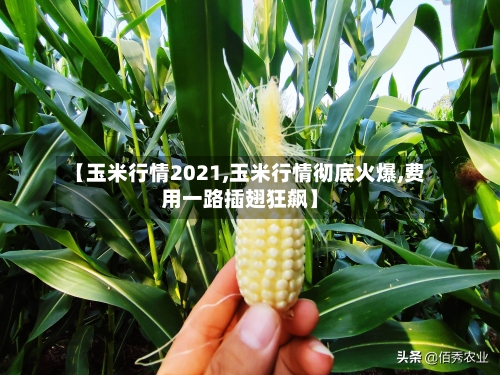【玉米行情2021,玉米行情彻底火爆,费用一路插翅狂飙】