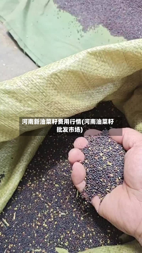 河南新油菜籽费用行情(河南油菜籽批发市场)-第2张图片