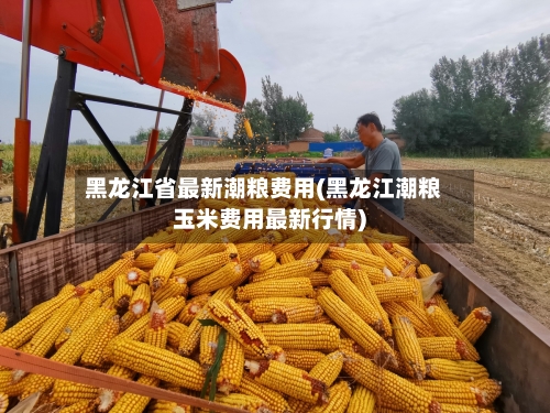 黑龙江省最新潮粮费用(黑龙江潮粮玉米费用最新行情)