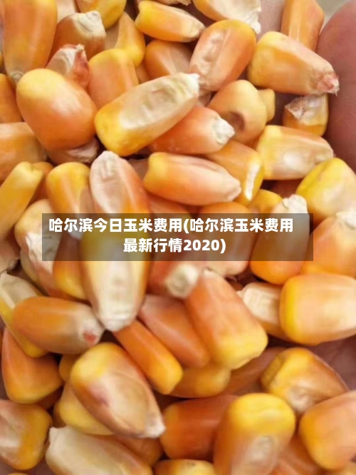 哈尔滨今日玉米费用(哈尔滨玉米费用最新行情2020)-第3张图片