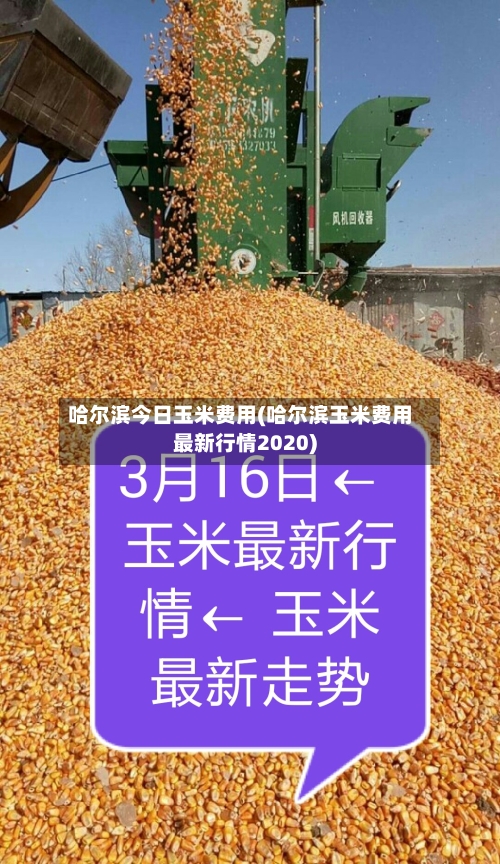 哈尔滨今日玉米费用(哈尔滨玉米费用最新行情2020)