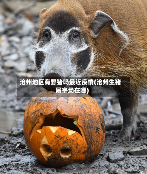 沧州地区有野猪吗最近疫情(沧州生猪屠宰场在哪)-第3张图片