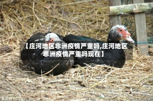 【庄河地区非洲疫情严重吗,庄河地区非洲疫情严重吗现在】-第2张图片