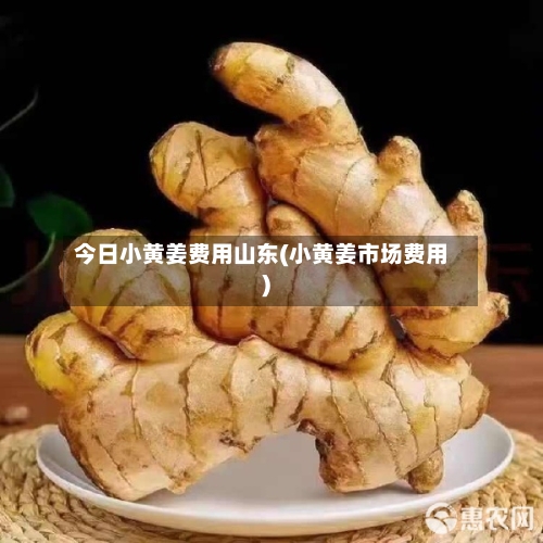 今日小黄姜费用山东(小黄姜市场费用)