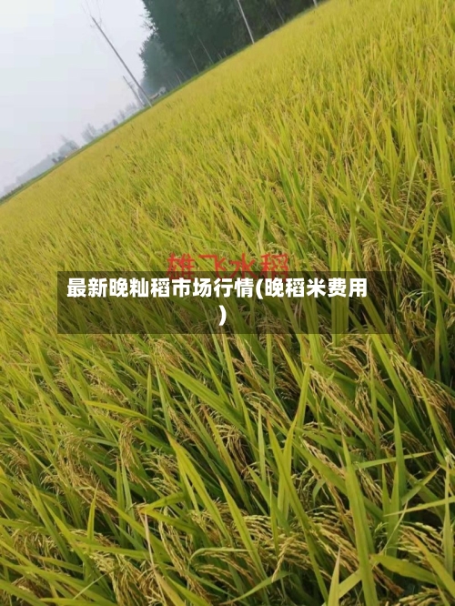 最新晚籼稻市场行情(晚稻米费用)