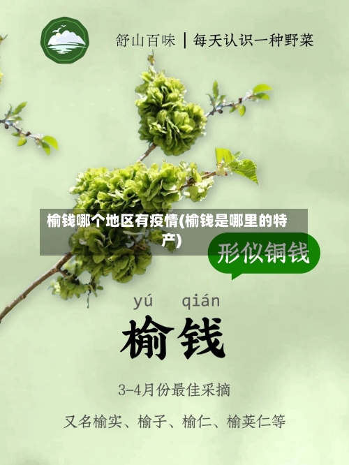 榆钱哪个地区有疫情(榆钱是哪里的特产)-第3张图片