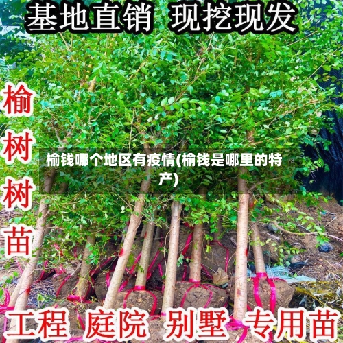榆钱哪个地区有疫情(榆钱是哪里的特产)-第2张图片