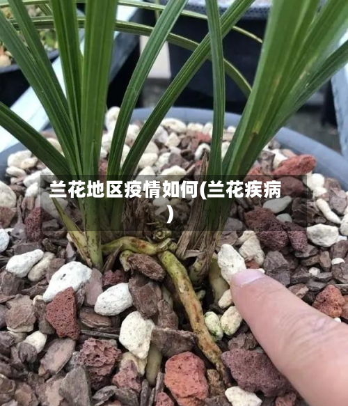 兰花地区疫情如何(兰花疾病)-第2张图片