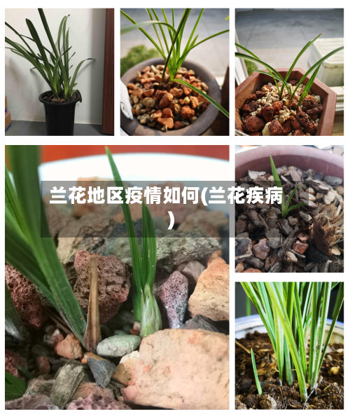 兰花地区疫情如何(兰花疾病)-第3张图片